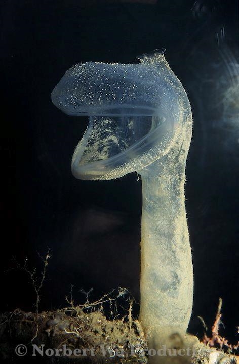 The very weird animal in the photo below is called a predatory tunicate. It grows-example-1