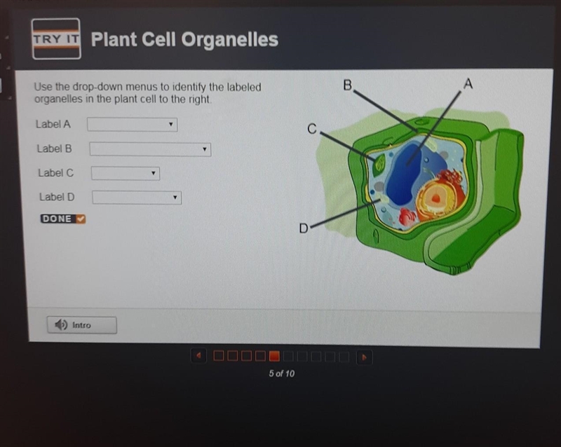 Identify the organelles in the cell. Label A Label B Label C Label D-example-1