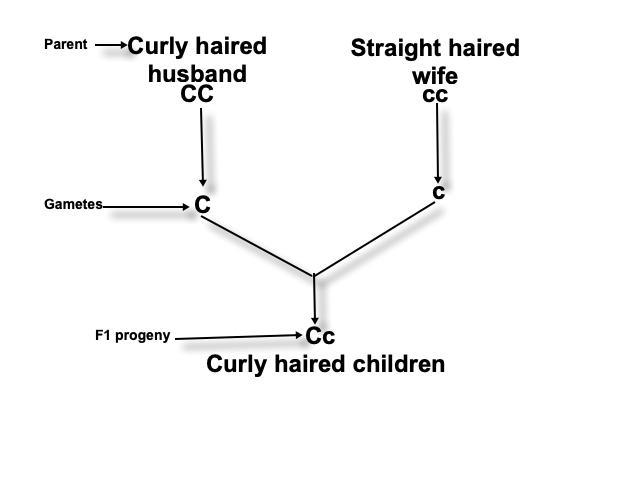 When I mated two curly-furred beasties, I was struck by the ratio of progeny. Roughly-example-1