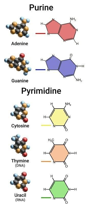 HELP ! The RNA pyrimidines are A. A and G. B. A and T. C. G and C. D. T and C. O E-example-1