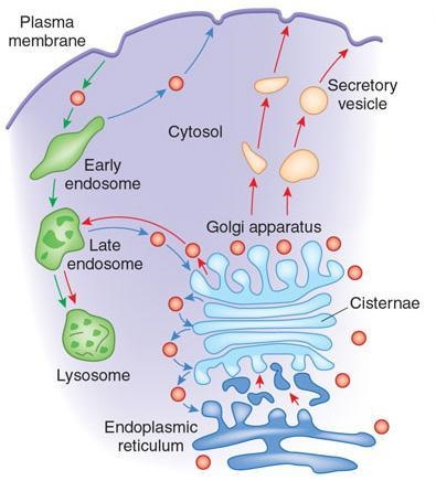 Which organelle that plays a central role in the transport of new molecules from inside-example-2