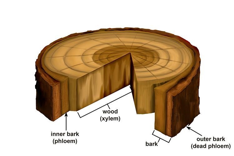 The xylem cells are square, whereas the phloem cells are round. From which part of-example-1