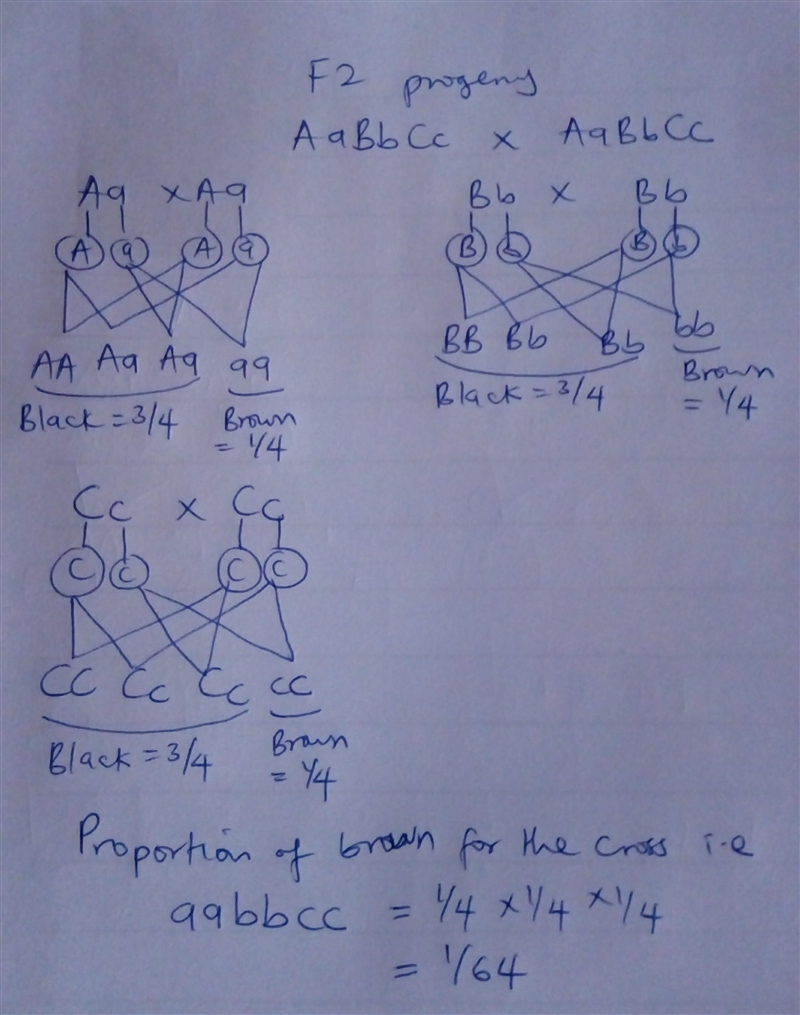 Genes A, B, and C are independently assorting and control production of a black pigment-example-1