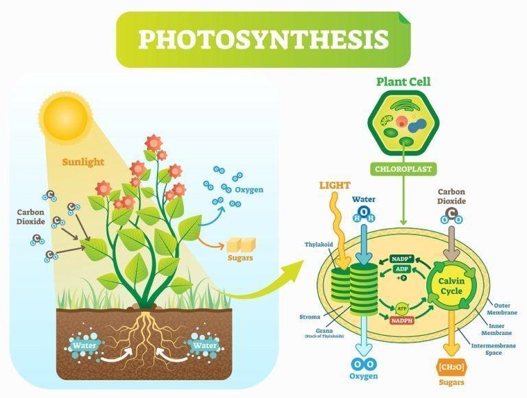 Increasing carbon dioxide concentration increases the rate of photosynthesis as carbon-example-1