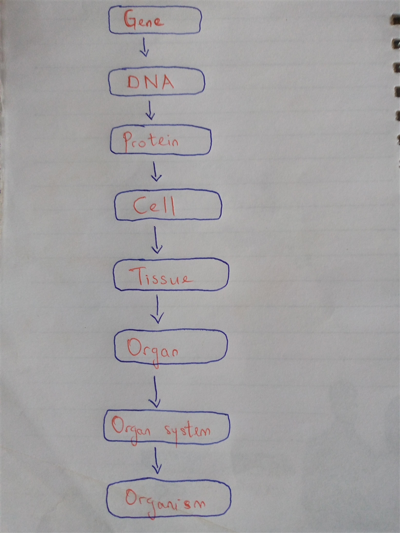 Draw a flow chart that explains how DNA is used to create an organism. please use-example-1