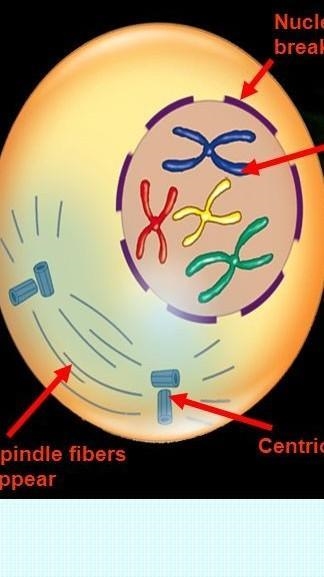 Which image represents the step in mitosis when chromosomes condense and spindle fibers-example-2