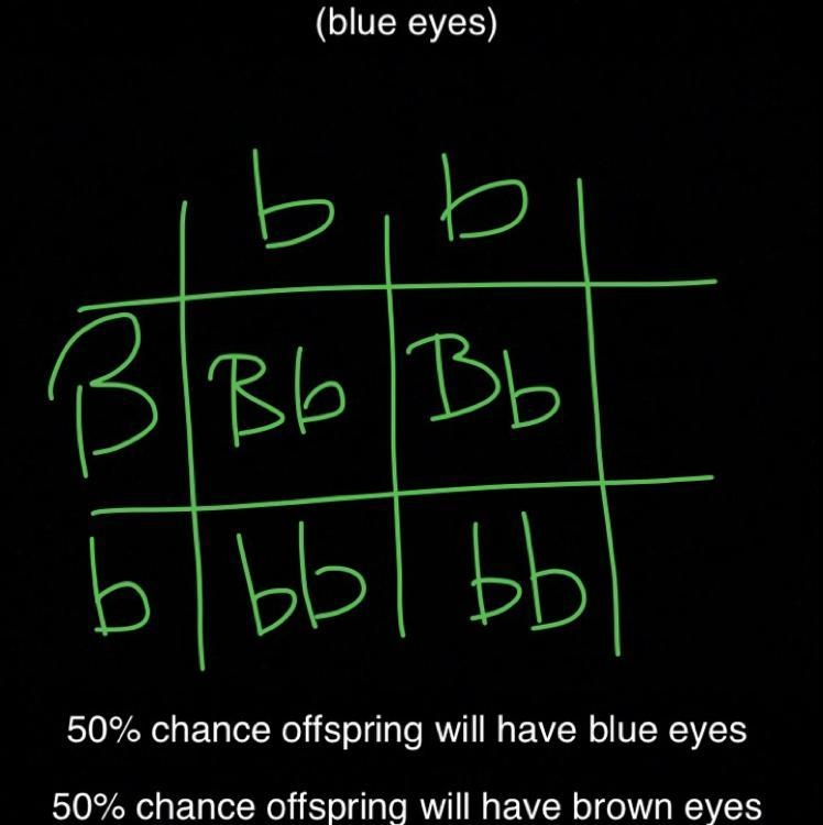 Discuss the genetic diagram to show a cross between a man heterozygous for brown eyes-example-1