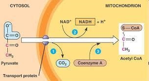 At the complete end of cellular repiration, how many molecules of ATP are produced-example-1