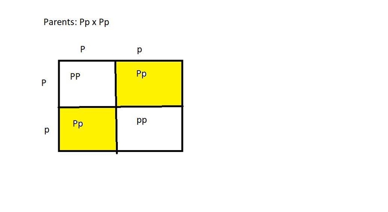 Phenylketonuria, PKU, is a single-gene recessive human diseaseresulting from an inability-example-1