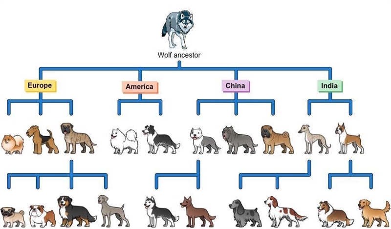 How are dogs an example of selective breeding? Which two characters would you like-example-1