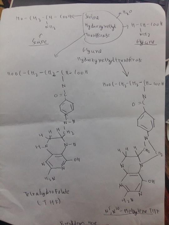 Glycine and serine are connected in their breakdown. Write the mechanism of the breakdown-example-1