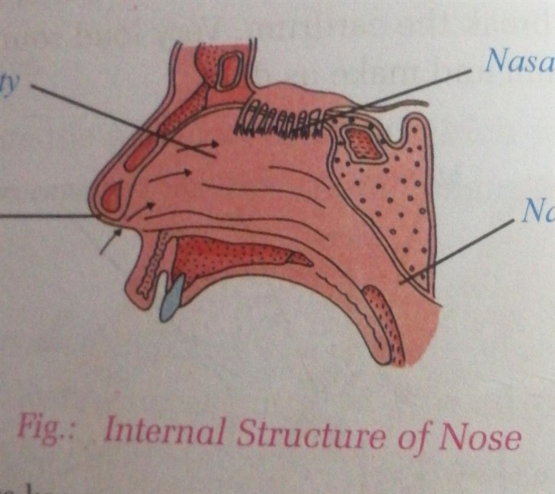 Diagram of internal structure of nose​-example-1