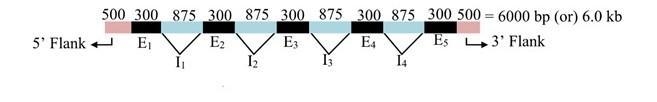 A complete plant gene containing four introns and five exons is carried on a 6.0-kb-example-1