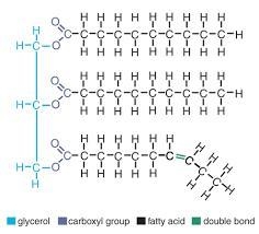 Differentiate betweenthe structures of saturated and unsaturated fatty acids withthe-example-3