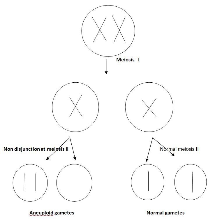 A woman has a condition where all of her gametes undergo nondisjunction of chromosome-example-1