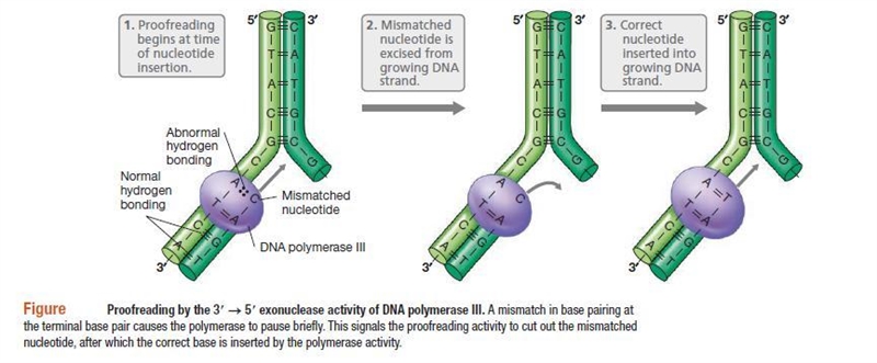 When a DNA mismatch is detected in E.coli, what mechanism allows the cell to determine-example-1