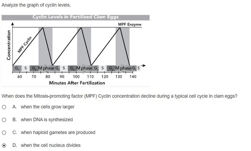 When does the Mitosis-promoting factor (MPF) Cyclin concentration decline during a-example-1