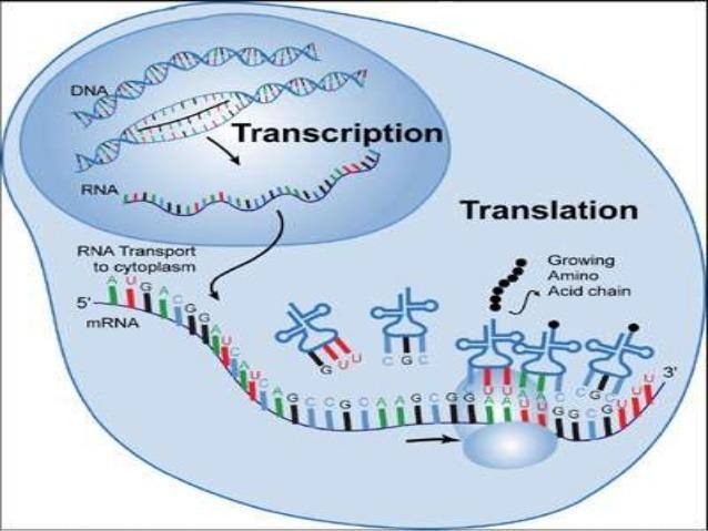 _________ is (are) the product of Transcription, and the starting material of Translation-example-1