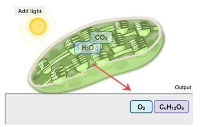 SSESSMENT QUESTIONS ? Which of the following is the best description of the process-example-1