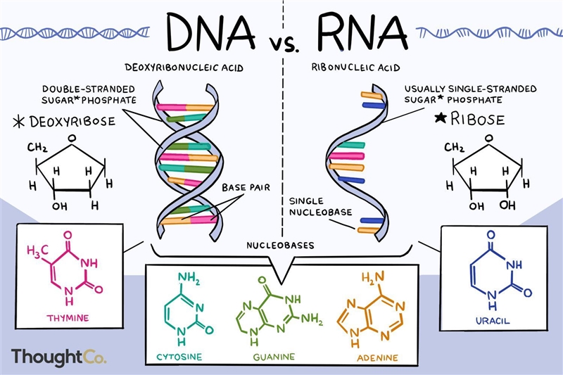 In essence, DNA is a thin and very, very long organic molecule. It is a polymer, and-example-1