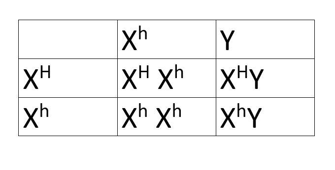 Hemophilia is a recessive sex-linked trait (Xh) caused by a defective gene. The blood-example-1