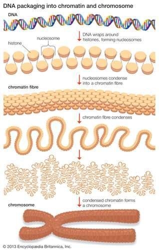 What relationship exists between nutrients and biomolecules?-example-1