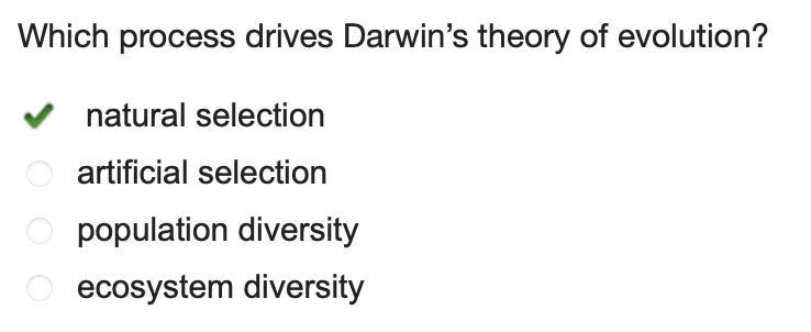 Which process drives Darwin’s theory of evolution? natural selection artificial selection-example-1