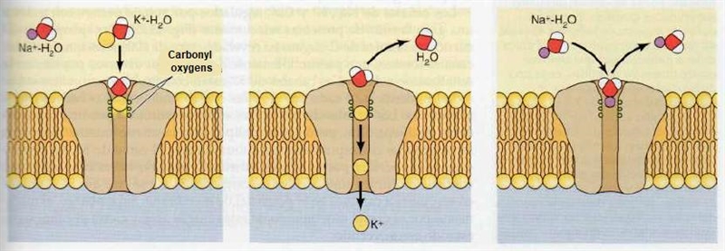 Sodium and potassium ion channels have several negatively charged residues at the-example-1