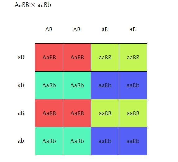 Assume that plant height is determined by a pair of alleles at each of two loci (A-example-1