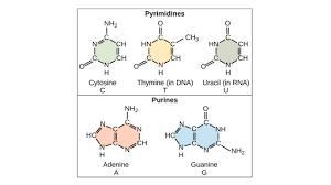 Identify monomers and describe the function for all macromolecules-example-3