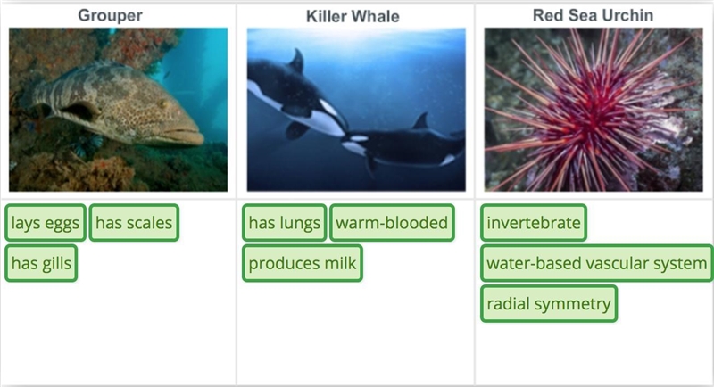 Drag each label to the correct location chart. Match the traits to the organism-example-1