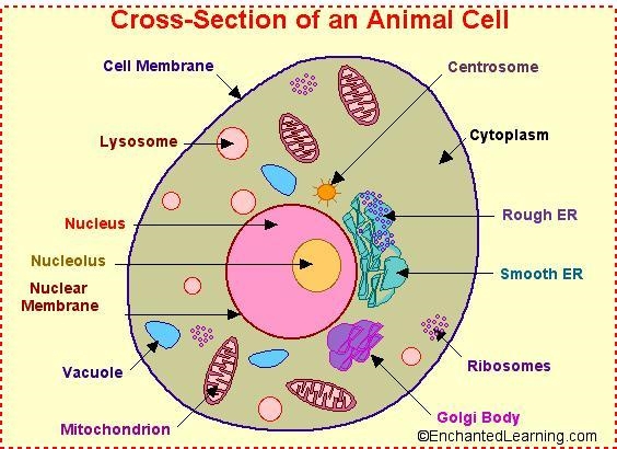 Cell Membrane Is it found in plant or animal cells?​-example-2