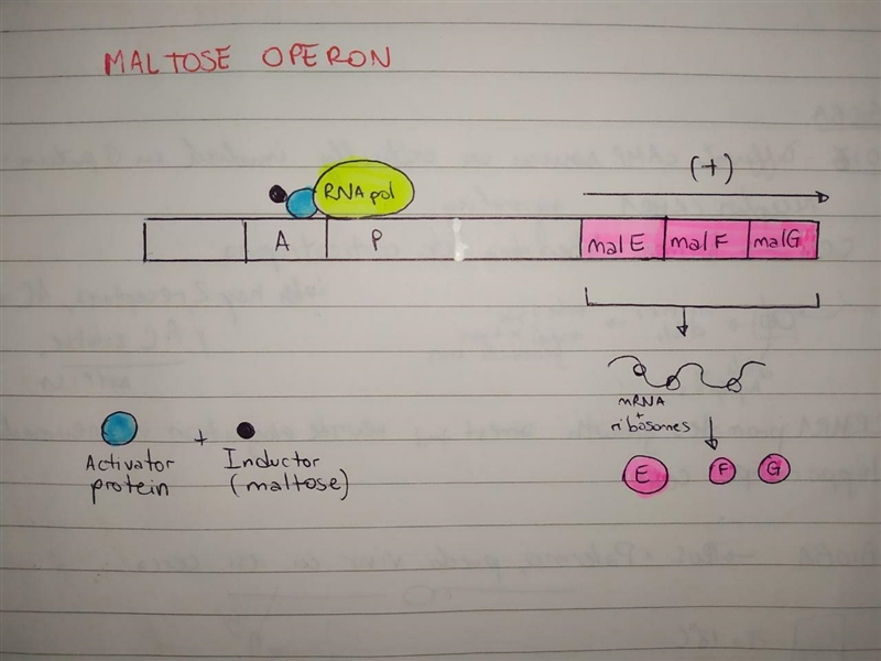 The maltose operon contains genes that code for proteins that catabolize the disaccharide-example-1