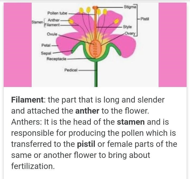 What are the essental parts of a flowers give example,​-example-1