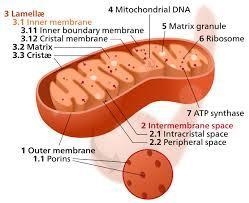 The following descriptions apply to either mitochondrial import or nuclear import-example-1