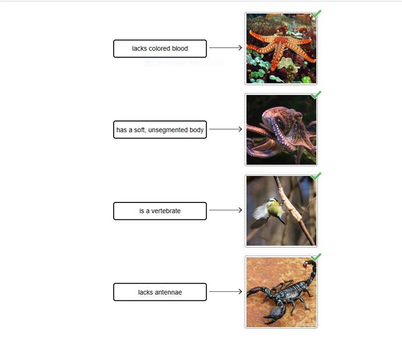 Drag the tiles to the correct boxes to complete the pairs. Match the organisms to-example-1