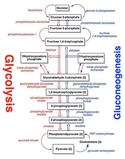 In the Cori cycle, when glucose is degraded by glycolysis to lactate in muscle, the-example-1