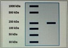 A protein sample complex consists of two proteins, a smaller protein, X, and a larger-example-2