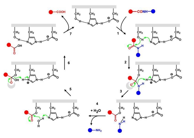 Summarize the mechanism of the mammalian serine protease. You mustsupply both words-example-2