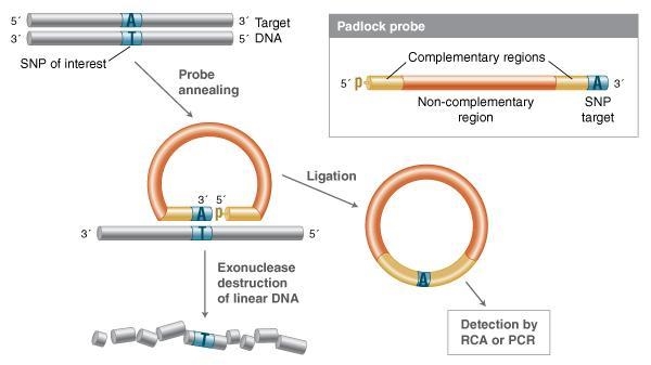 Gibson Assembly – Several enzymes are present in the Gibson assembly reaction. For-example-4