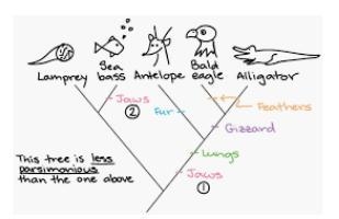 Draw a phylogenetic tree demonstrating the evolution of the multi-chambered heart-example-1