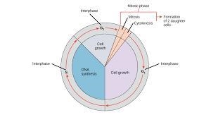 Why might different cells of the same organism have cell cycles of different durations-example-1