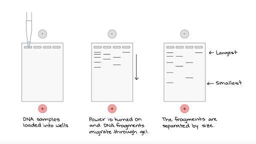 After applying the selection process, your bacterial cells may contain at least three-example-4