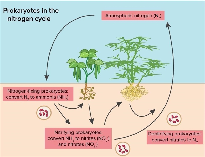 Summarize the role of bacteria in keeping the nitrogen cycle balanced.-example-2