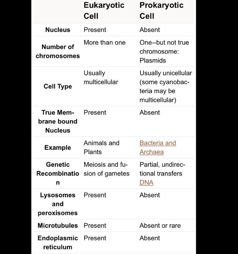 What do eukaryotic cells have that prokaryotic cells do not?-example-1