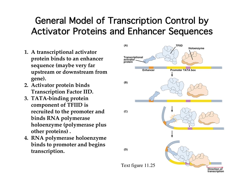 14. briefly outline why control of transcription is more complex in eukaryotes than-example-2