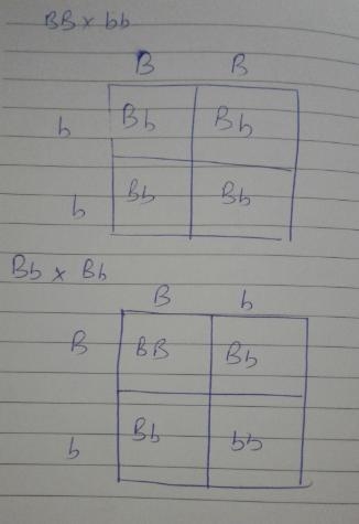 1. Show your work using a Punnett square. Cross a homozygous dominant (black) rabbit-example-1