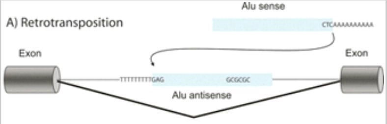 What might happen if an Alu element was inserted into the exon of agene?-example-1