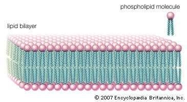 Explain the statement that Lipid are hydrophobic and hydrophylic how does this Support-example-1