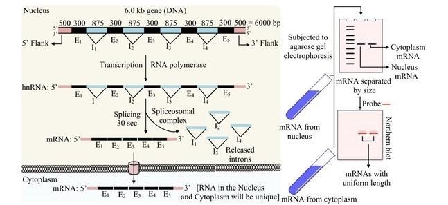 A complete plant gene containing four introns and five exons is carried on a 6.0-kb-example-2